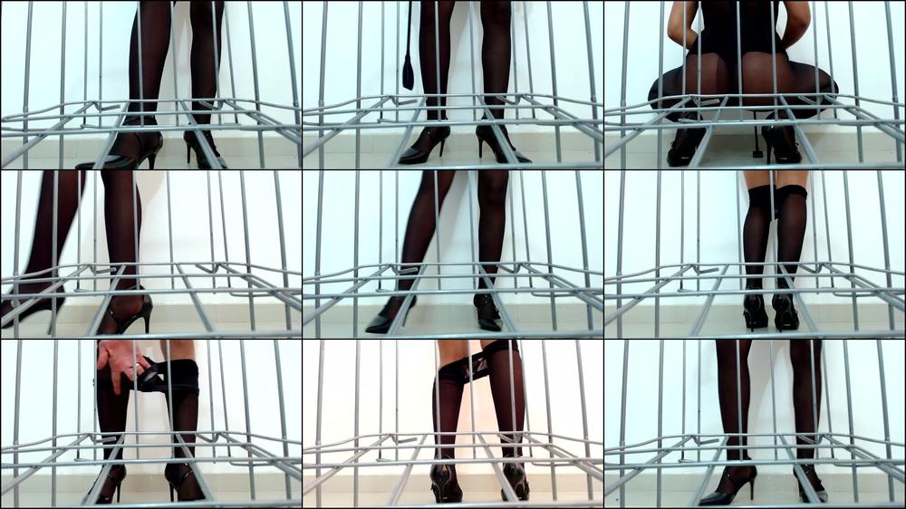 tormented puppy inside the cage