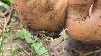 Ebony Girl Gets Feet Dirty Outside (Pink Foxx)