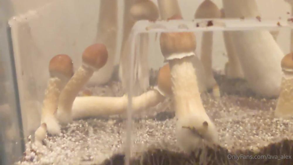ava_alex 10 03 2022 2388628908 This is a grow of Z strain hallucinogenic mushrooms. My boyfriend and I have tried to grow