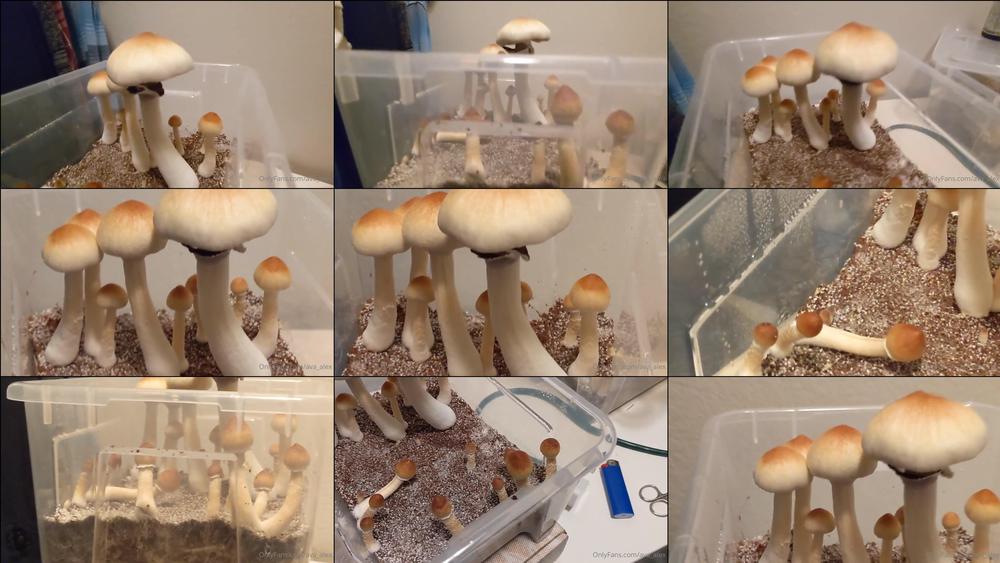 ava_alex 10 03 2022 2388628908 This is a grow of Z strain hallucinogenic mushrooms. My boyfriend and I have tried to grow