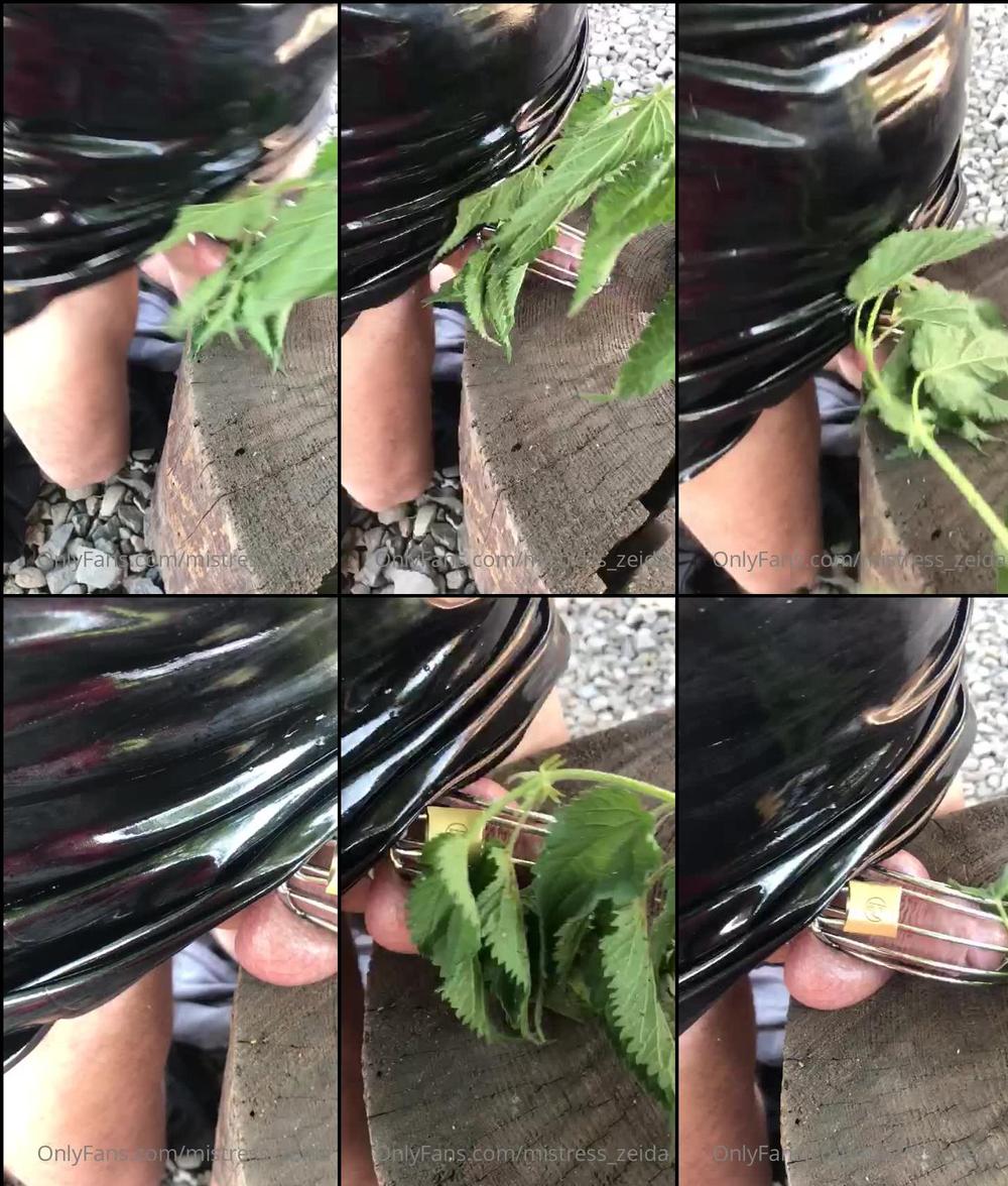 mistress_zeida 04 07 2022 2510242312 Nettle whip my Australian sissyâs owned locked cock