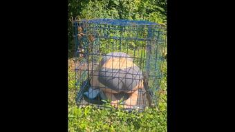 Caged Collared Outdoor Pee Desperation (KittyUV)