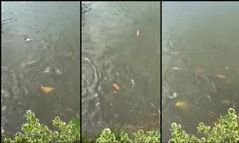 aeasia 412327307 2022 09 23 farm update the fish are doing very well. there is about 500 fish in there now. we started with ar 2 (aeasia)