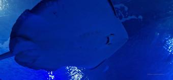 kathianobilixx 01 02 2023 2761398644 enjoy oceanography in valencia with me so spectacular (kathianobilixx)