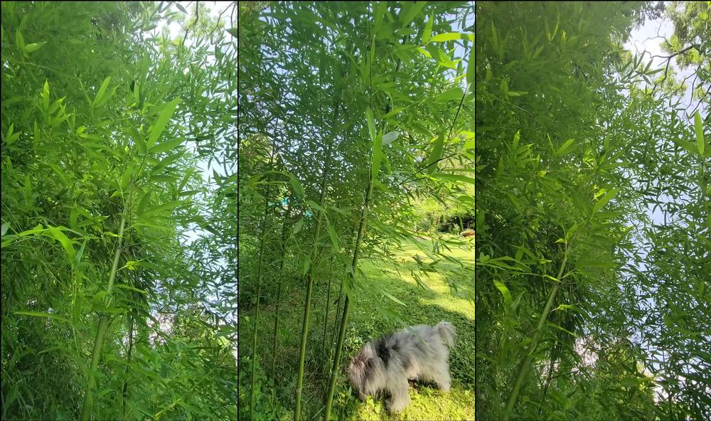 lyrictiana 21 07 2022 2530421237 Sound On  Enjoying the sounds of my bamboo grove.